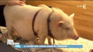 Adopter un cochon nain  les conseils de Frédéric Vlaemynck [upl. by Yram]