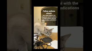 Feline Asthma Attack  Asthma In Cats  Vetdrugs [upl. by Eisdnil]