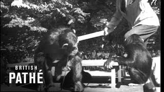 Chimps Tea Party At London Zoo 1964 [upl. by Carmon]