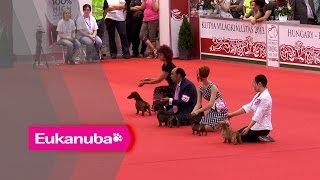 World Dog Show 2013  Group IV Judging [upl. by Verdi]