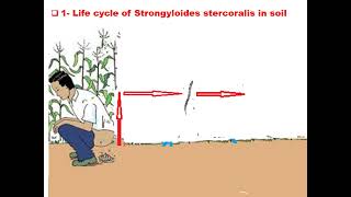 ٍStrongyloides stercoralis GIT module Dr Khaled Habib [upl. by Veron804]