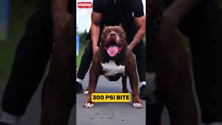 Dogo Argentino vs Pitbull [upl. by Nelav]