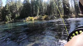 Catching a Bull Trout on the Metolius River [upl. by Ros]