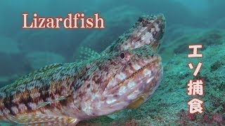 エソ 爬虫類のような魚 Lizardfish Snakefish 獰猛 捕食 水中映像 [upl. by Divine]