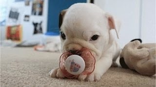 Puppies With Pacifiers [upl. by Oal]