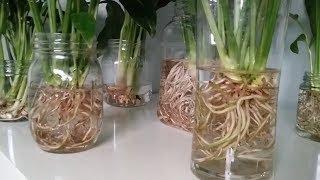 Growing Peace Lily Spathiphyllum in water Hydroponics [upl. by Naihtsirc]