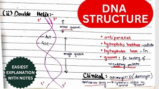 DNA Structure Organization amp Function  Nucleosides amp Nucleotides  Biochemistry urduhindi [upl. by Sirret]