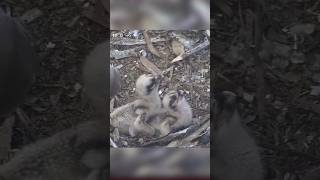 Osprey mom feeding two babies ospreynest osprey fish breakfast birds nature [upl. by Noryb370]