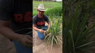 Todos deveriam ter essa planta medicinal em casa [upl. by Idnyl]