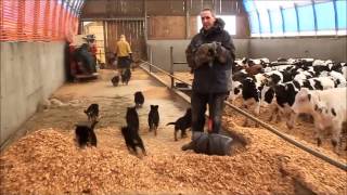 Socialisation chiots Berger Allemand [upl. by Codie]