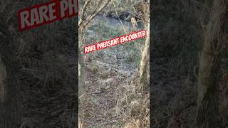 RARE Pheasant encounter while BOWHUNTING Missouri wildlife hunting [upl. by Nawram]