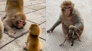 Maternal Actions Provoking Loud Sobs as Baby Monkey Seeks Shelter [upl. by Dunkin]