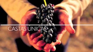 Vinhos de Portugal [upl. by Darwin]