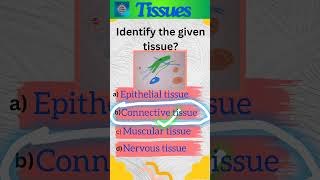 Tissues Part 3  Animal tissues  Class 9 Science  Connective tissue  shorts [upl. by Aleka]