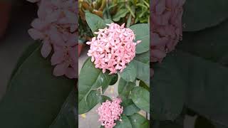 ixora flower plantshortvideobanb22 [upl. by Garlanda442]