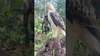 A man play with eagle on a stump tree part 01 fowling davidwood johnbadham petercincotti bird [upl. by Ajaj]