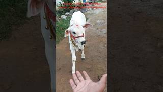 ధీర dheera dheeravlogs cow bull viral trending [upl. by Rosalynd]