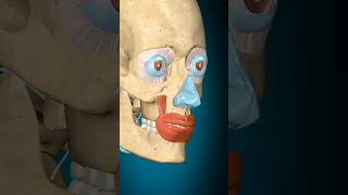 3D animation of levator anguli oris muscle action 3danimation  YouTube viral shorts [upl. by Roht]