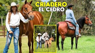 CRIADERO EL CEDRO LA YEGUADA DE LOS CAMPEONES caballos horses [upl. by Euphemiah]