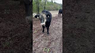 How 😂 cows mud farmanimals cute funny angus fyp fannincounty [upl. by Attiuqehs221]