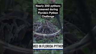 Nearly 200 pythons removed during Florida’s Python Challenge florida python [upl. by Tybalt851]