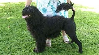 Dog Breed Video Portuguese Water Dog [upl. by Damian]