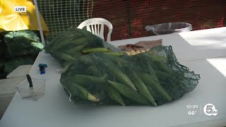 49th Annual Corn Festival underway in North Ridgeville [upl. by Roselba407]