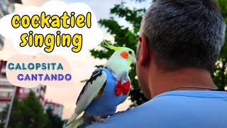 Best Cockatiel singing collection 2 hours 4K video Background [upl. by Mehetabel628]