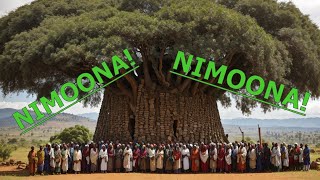 NIMOONA  Sirba Haaraa Weellisaa Liiban daadhii quotAbdiisaquot Anatu oromomusic [upl. by Bealle376]