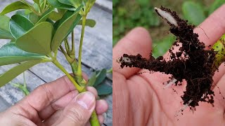 How to grow Schefflera plant from cuttings  Propagate the Schefflera plants  Umbrella Tree [upl. by Parsons]