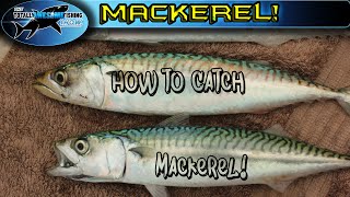 How to catch Mackerel  TAFishing [upl. by Orose]