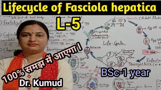 Fasciola hepaticaLifecycle of Fasciola hepaticaLiver FlukeL5BSc1stYearZoologyPGTTGTDrkumud [upl. by Yennej]