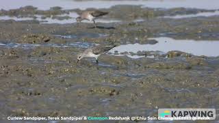 Curlew Sandpiper amp Terek Sandpiper  Chiu S C DSCN7463 [upl. by Alicec29]