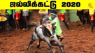 ஜல்லிக்கட்டு 2020  Trichy Manapparai Jallikattu 2020  Jallikattu  Jallikattu Highlights [upl. by Normy]