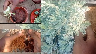 how to grow silver artemisia plant from cuttings lavender silverplantsilverartemisiapropagation [upl. by Elleniad]