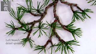 Pinus sylvestris Bonsai Amazing transformation by Mariusz Komsta collection Luis Vallejo [upl. by Kathe930]