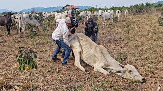 VACA NA BEIRA DA M0RTE INFELIZMENTE A SITUAÇÃO DELA É GRAVE😭 [upl. by Martyn626]