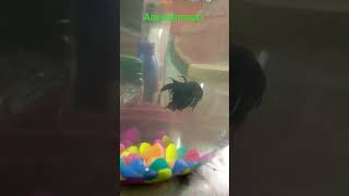 betta fish 🐟 mating process  Fighter Fish Mating process   betta fish Breeding in tank setup [upl. by Crain]