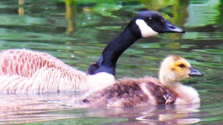 Baby Canada Geese SOUNDS CALLING to Parents [upl. by Henebry175]