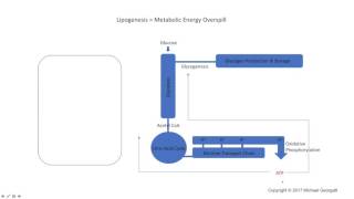 Lipogenesis an example of metabolic energy overspill [upl. by Tonina]