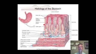 Bio 202 Week 9 Digestive system highlights [upl. by Sawyor]