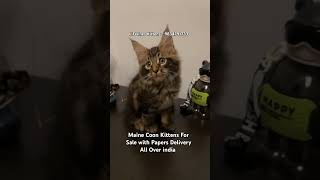 Pure Maine Coon Cat Kittens For Sale in mumbai thane bengaluru chennai delhi noida mainecoon [upl. by Jarad]