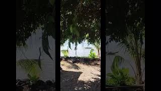 Savaii savaii samoa [upl. by Nylirek128]