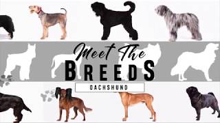 Meet the Breeds Dachshund [upl. by Cy]