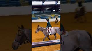 Probably my last hunter show on my fav boy🥲 horse horsenation highhorse horsemaster [upl. by Lunsford580]