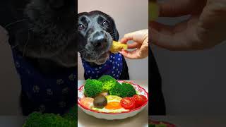 The dog is having breakfast with half fry egg asmr dog pets food doglovers labradorretriever [upl. by Phelia]