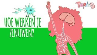 HOE WERKEN JE ZENUWEN  TOPDOKS ANIMATIE [upl. by Aseeram]