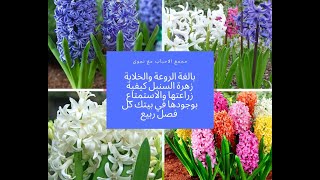 كيفية زراعة وانبات زهرة السنبل والاحتفاظ بها كل فصل ربيع Hyacinthus orientalis [upl. by Lacombe]