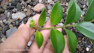 Update My Lipstick Plant From Cutting Propagate After 146 Days [upl. by Ashley]