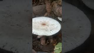 Onion stalked parasol fungi mushroom [upl. by Elata]